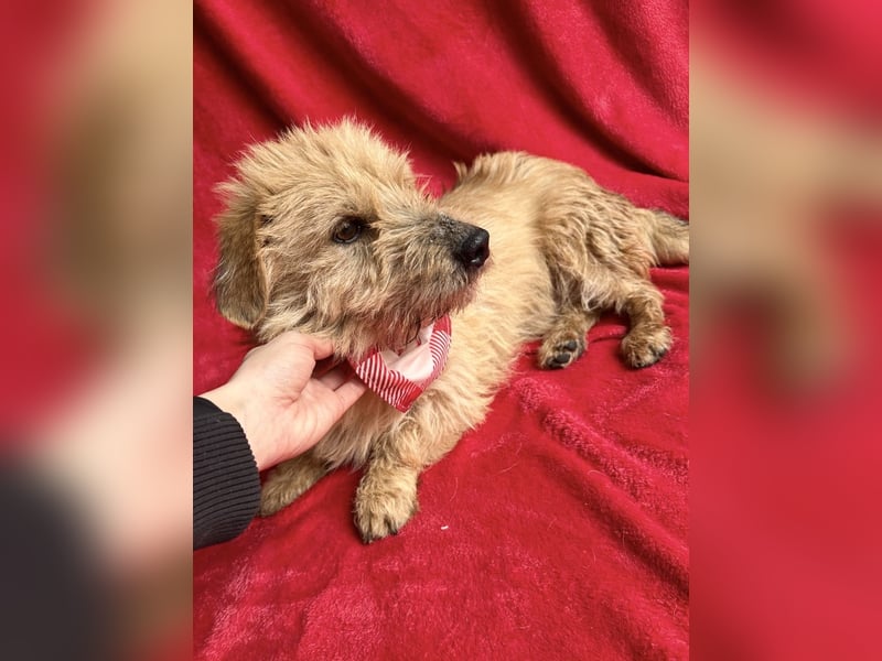 Lino - Sanfter kleiner Begleiter sucht Neuanfang