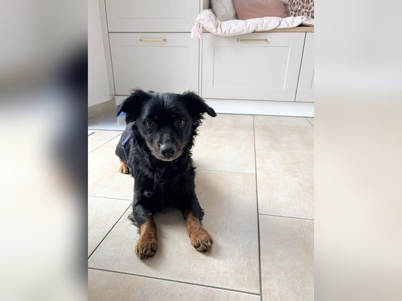 Kormi- fröhlicher kleiner Rüde