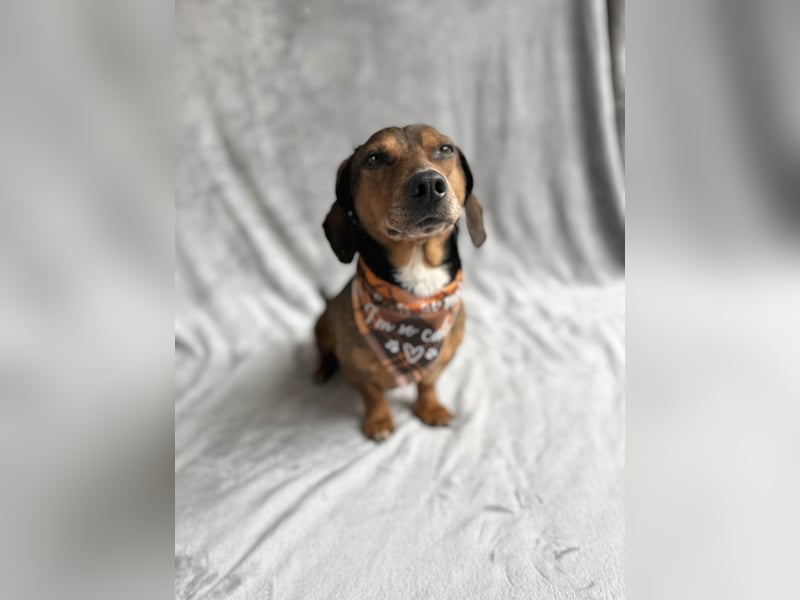 Robin - kleiner Dackelmix mit sensiblem Herz sucht sein Zuhause