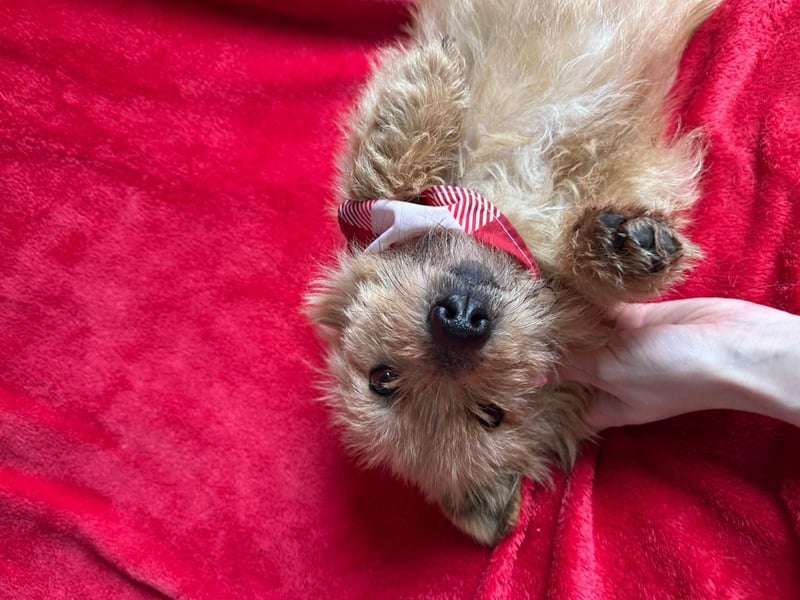 Lino - Sanfter kleiner Begleiter sucht Neuanfang