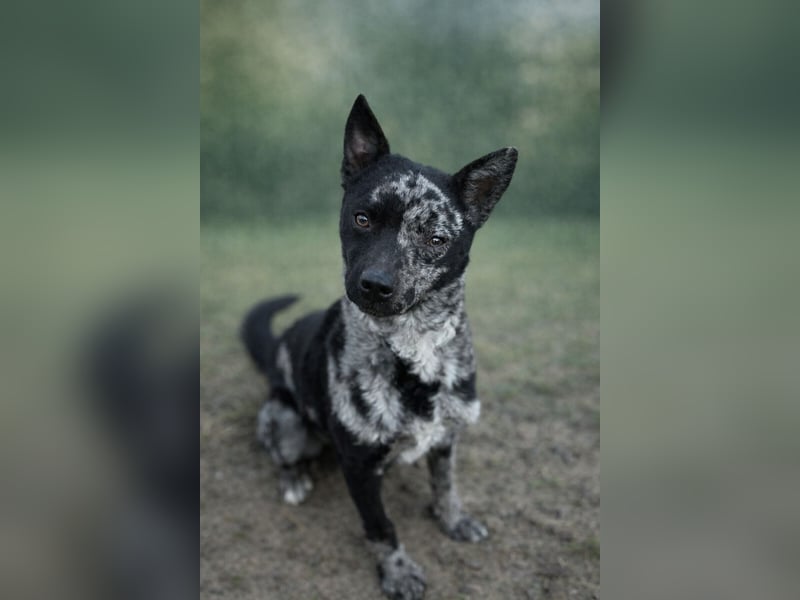 Sheldon - Sportlicher Rüde sucht aktive Familie