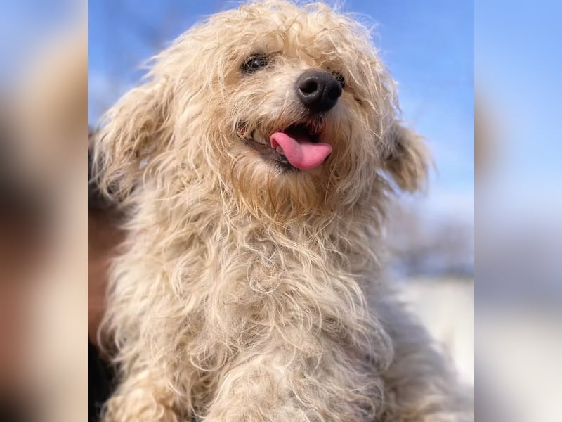 Pamacs - Kleiner Kämpfer sucht Liebe und Geborgenheit