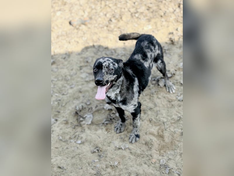 Sheldon - Sportlicher Rüde sucht aktive Familie