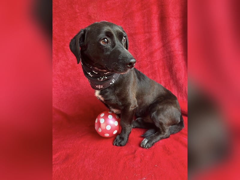 Pino (Pontiac) - Sanfter, ruhiger Junghund sucht geduldige Menschen!