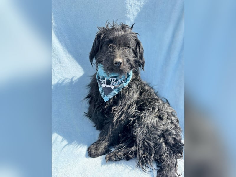 Bozont - Sanfter Schatz sucht geduldiges Zuhause *bald in 71711 Murrr*