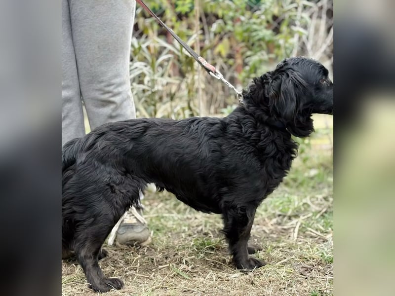 Pötyi - Liebevolle Hündin sucht behütetes Zuhause zum Ankommen und Wohlfühlen