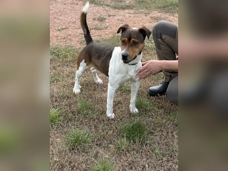 Beens- lieber kleiner Rüde sucht sein Zuhause