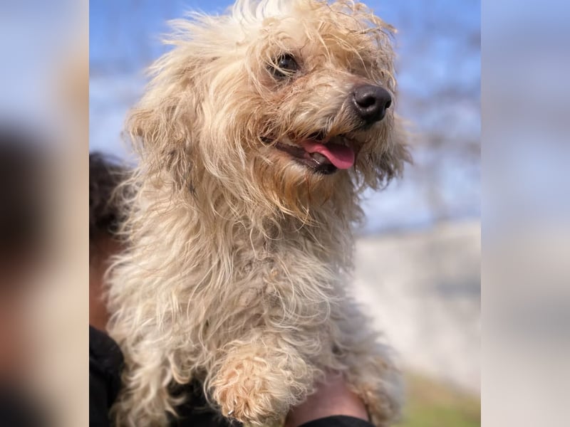 Pamacs - Kleiner Kämpfer sucht Liebe und Geborgenheit