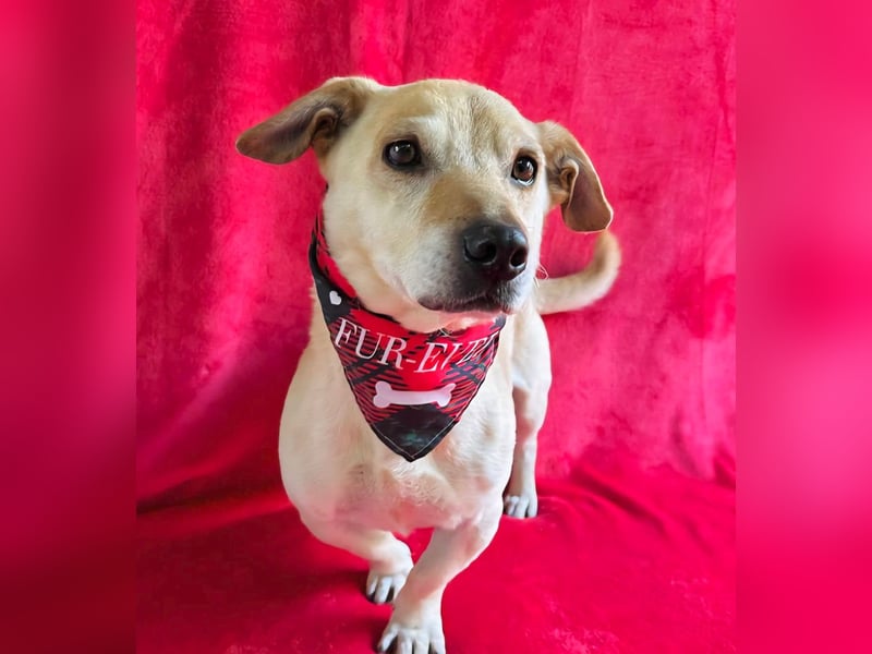 Cedric -Liebevoller Rüde möchte endlich ankommen!