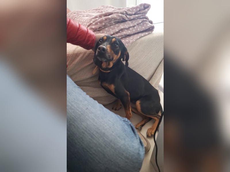 Nuri - freundliche kleine Hündin sucht liebevolles Zuhause