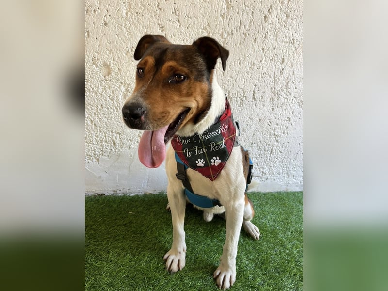 Beens- lieber kleiner Rüde sucht sein Zuhause