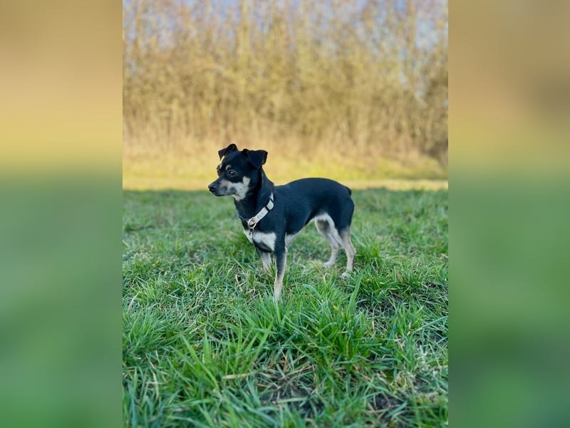 Tammy - Fröhliche kleine Hündin sucht Zuhause