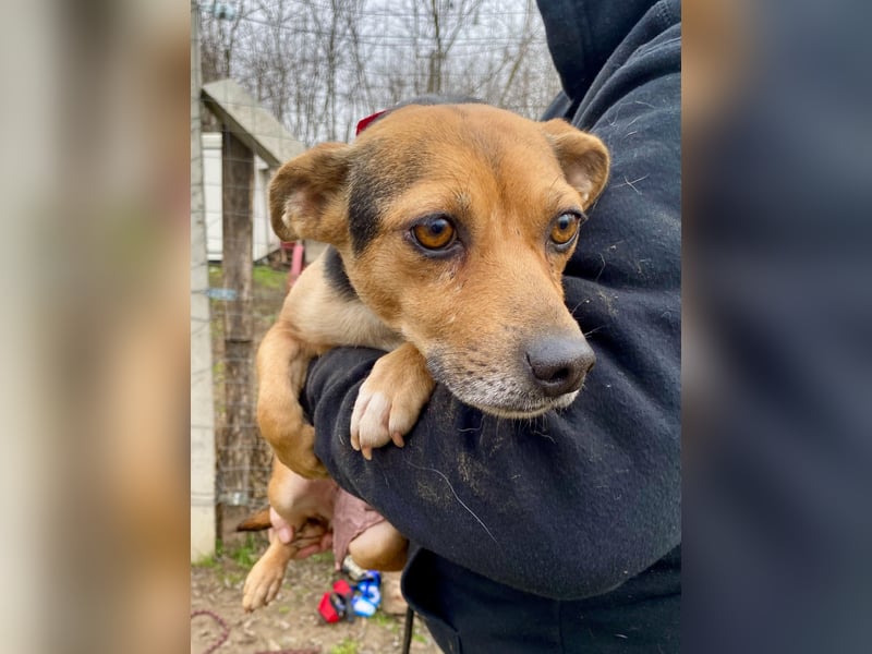 Adel - Sanfte Mischlingshündin sucht ihr Für-Immer-Zuhause