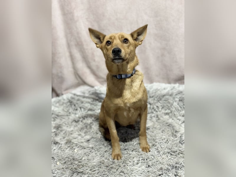 NAZYRA - Verschmuste, aktive Traumhündin