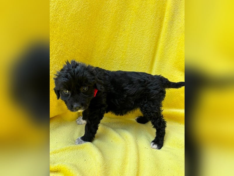 Misty - Fröhliche Misty sucht aktive Menschen fürs gemeinsame Abenteuer
