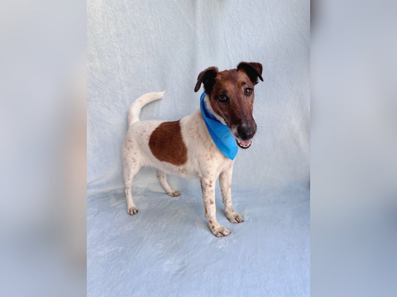 Roxi - Charmante Hundedame sucht ein liebevolles Zuhause!