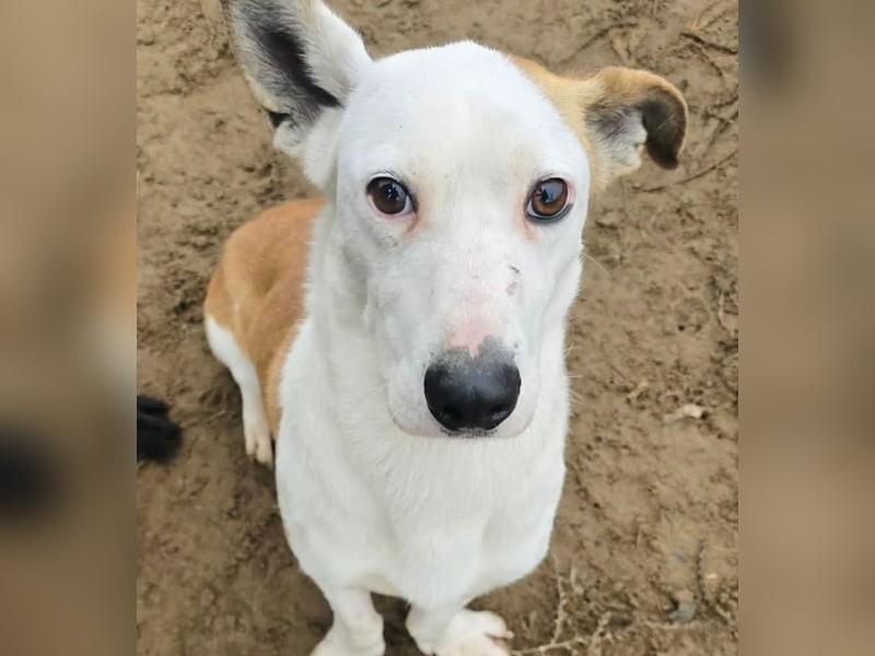 Arminka -Sensibler Begleiter mit großem Herz