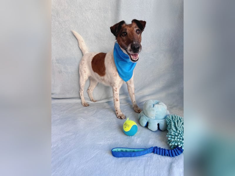 Roxi - Charmante Hundedame sucht ein liebevolles Zuhause!