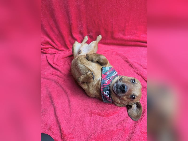 Hood - Kleiner Kämpfer sucht sein großes Glück!