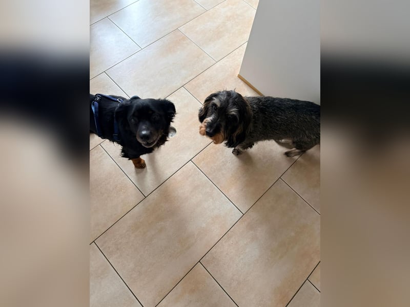 Kormi- fröhlicher kleiner Rüde