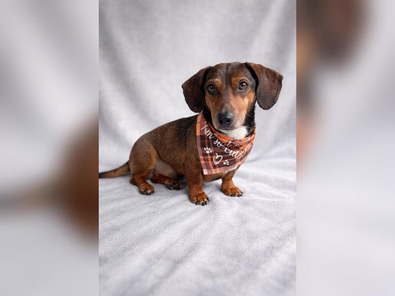 Robin - kleiner Dackelmix mit sensiblem Herz sucht sein Zuhause