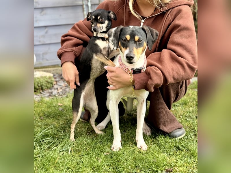 Tammy - Fröhliche kleine Hündin sucht Zuhause