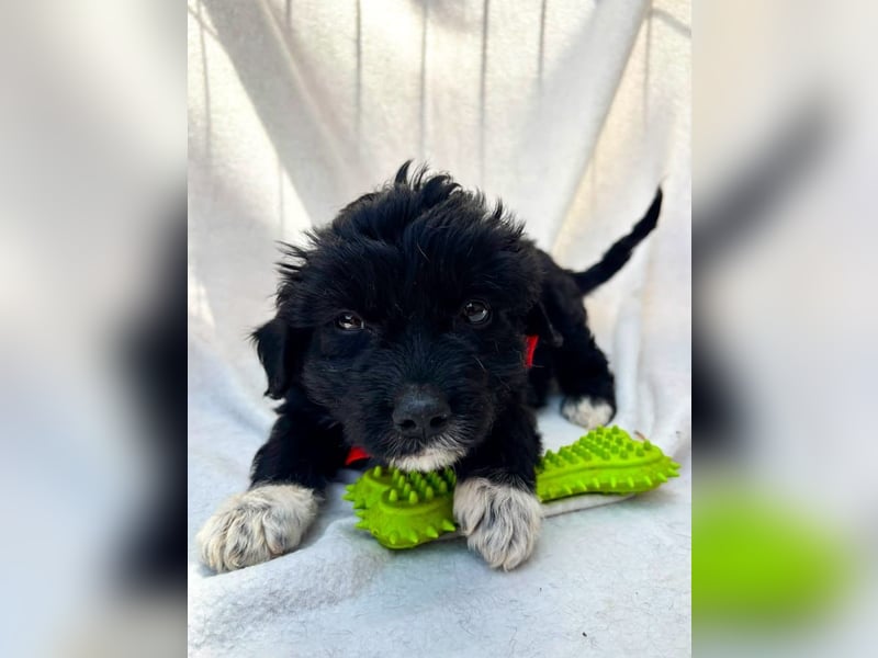 Misty - Fröhliche Misty sucht aktive Menschen fürs gemeinsame Abenteuer