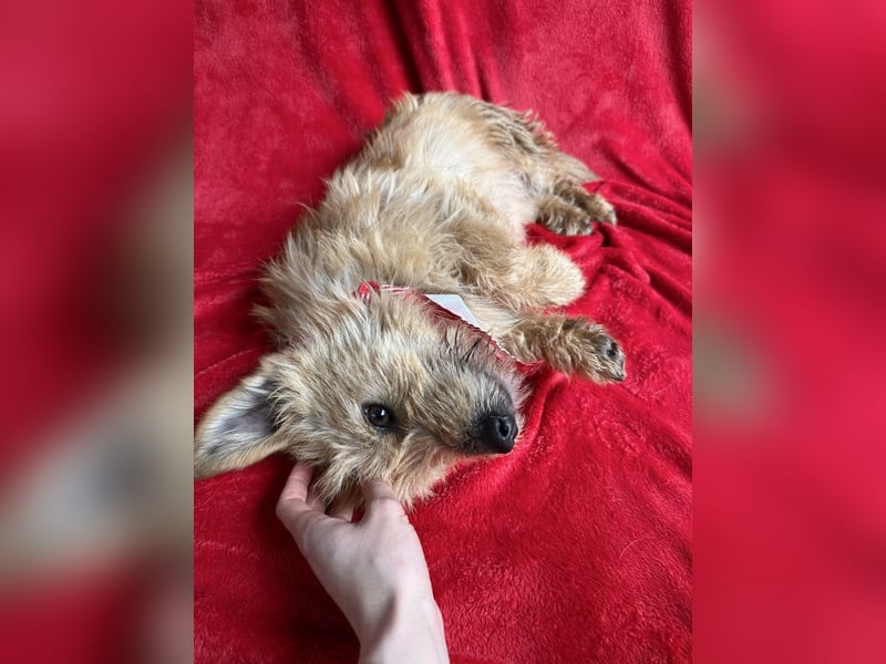 Lino - Sanfter kleiner Begleiter sucht Neuanfang