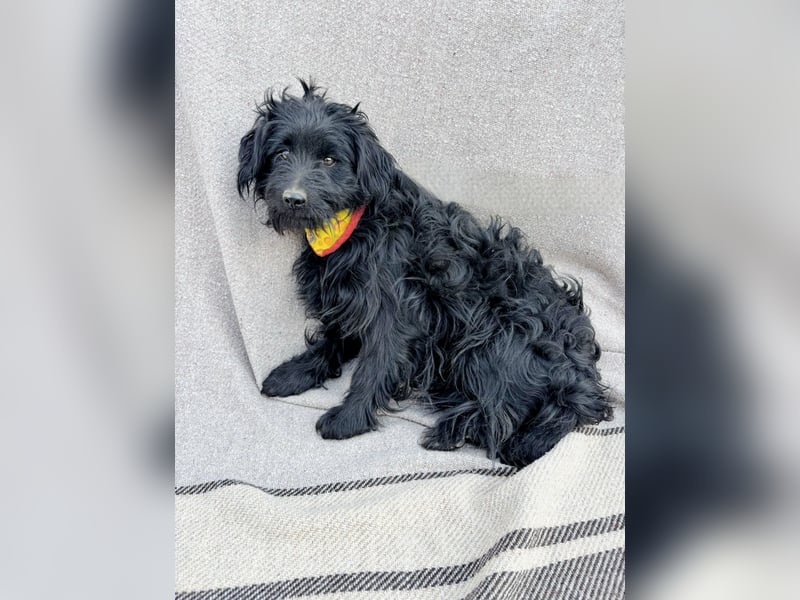 Bozont - Sanfter Schatz sucht geduldiges Zuhause *bald in 71711 Murrr*