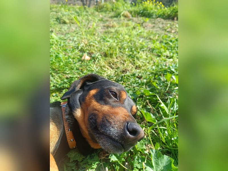 Nuri - freundliche kleine Hündin sucht liebevolles Zuhause