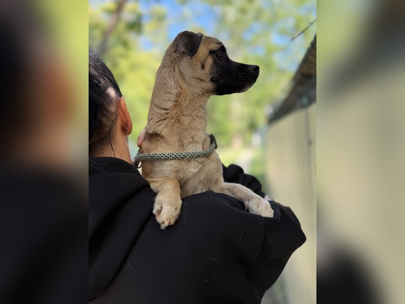 Pippa Kleine Schmusemaus sucht ihr Glück