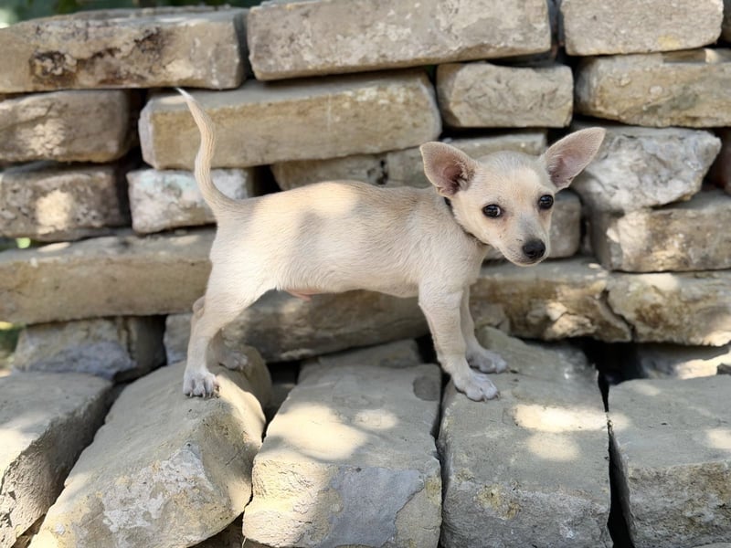 Peanut (Pepsi) Kleiner Peanut sucht großes Familienglück