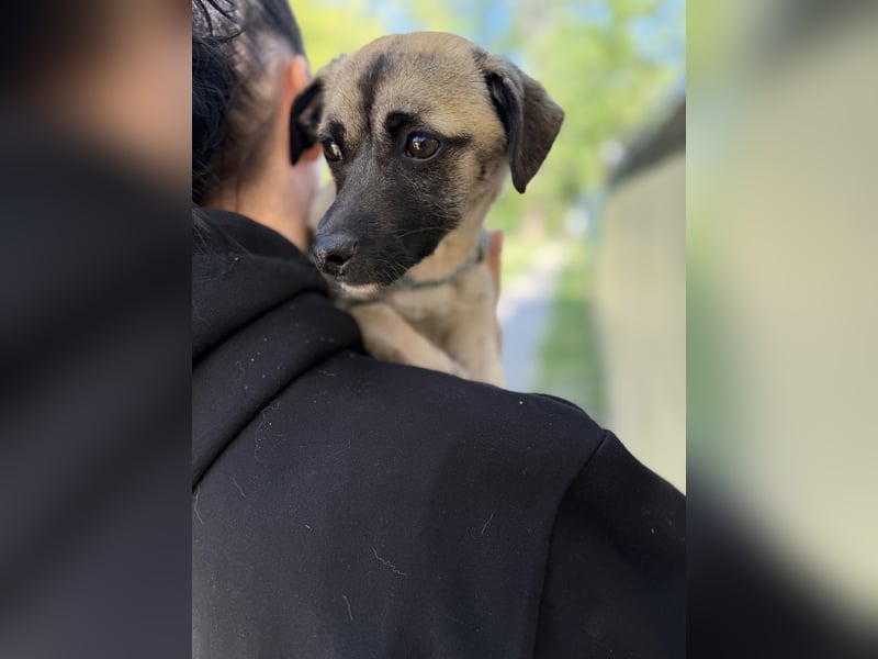 Pippa Kleine Schmusemaus sucht ihr Glück