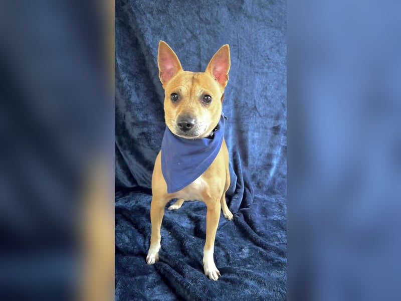 Eponin -Eine zarte Seele sucht ihr Für-immer-Zuhause.