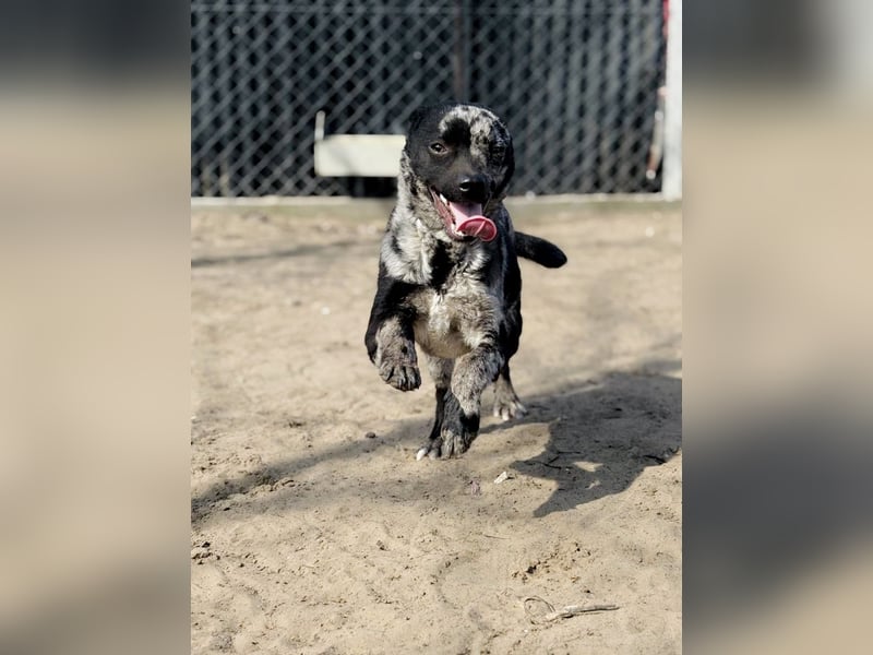 Sheldon - Sportlicher Rüde sucht aktive Familie