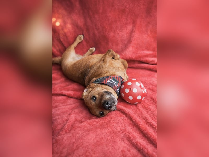 Hood - Kleiner Kämpfer sucht sein großes Glück!