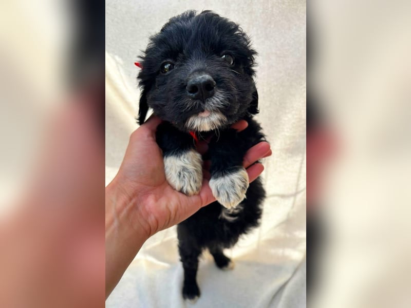 Misty - Fröhliche Misty sucht aktive Menschen fürs gemeinsame Abenteuer