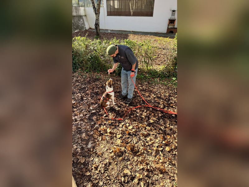 Beens- lieber kleiner Rüde sucht sein Zuhause