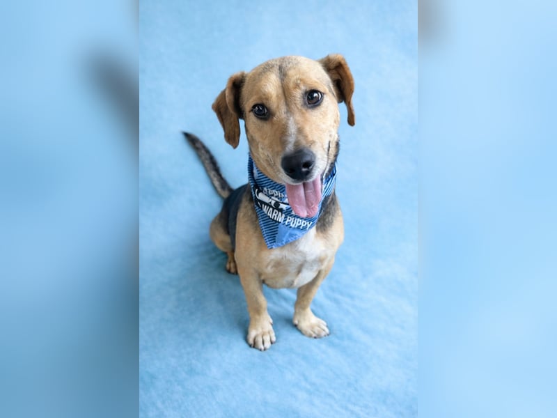 Sebestyen -Freundlicher Begleiter sucht seine Menschen!