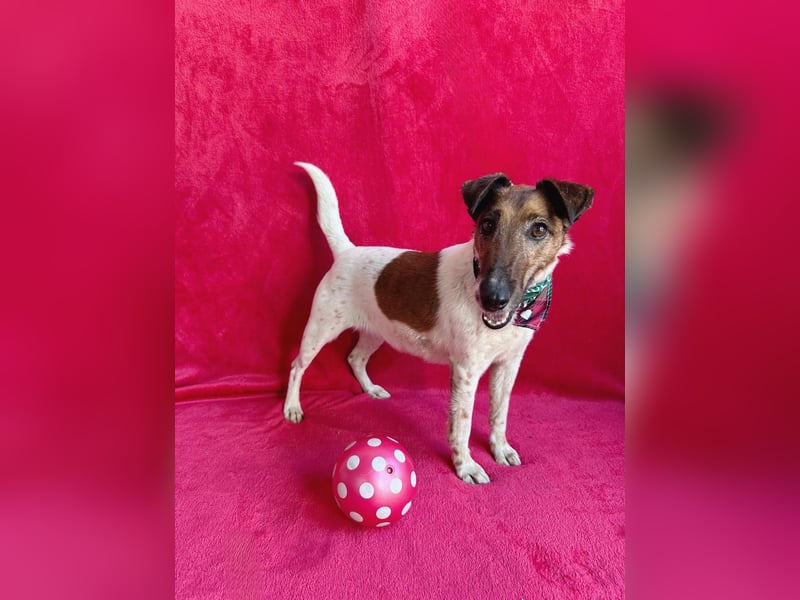 Roxi - Charmante Hundedame sucht ein liebevolles Zuhause!