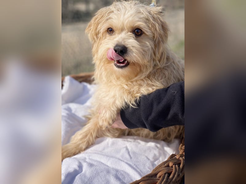 Pityu - Sensibler Hundejunge sucht geduldige Menschen