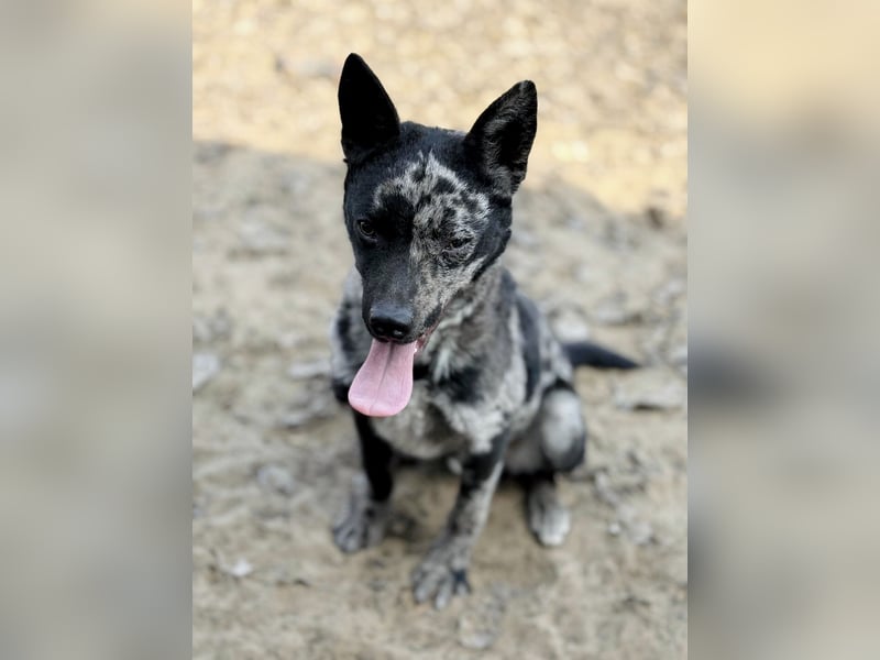 Sheldon - Sportlicher Rüde sucht aktive Familie