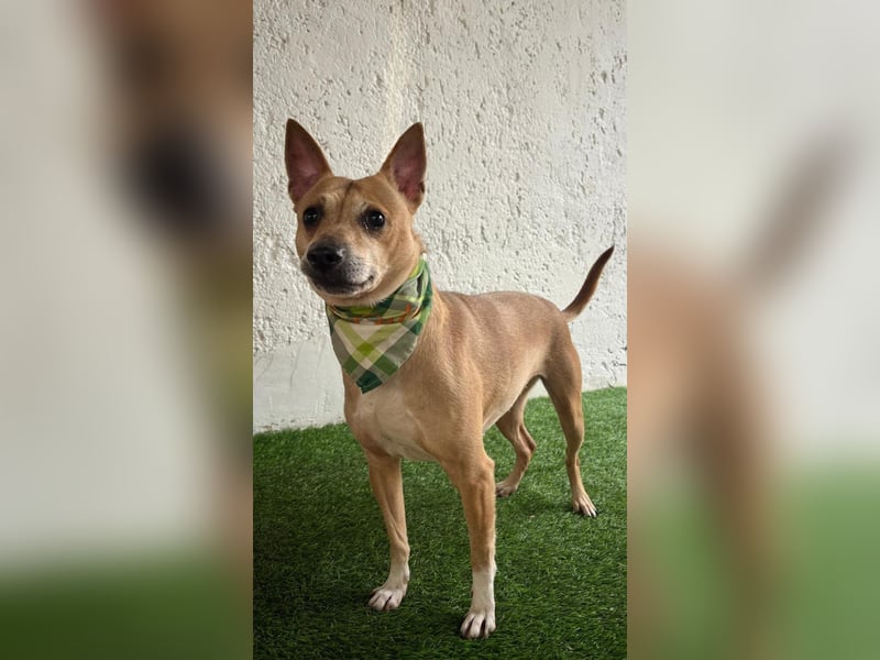 Eponin -Eine zarte Seele sucht ihr Für-immer-Zuhause.