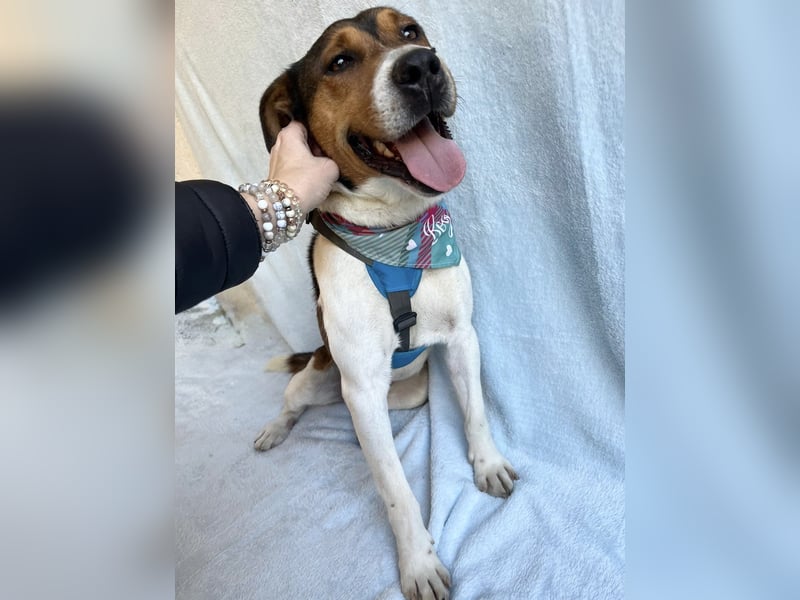 Beens- lieber kleiner Rüde sucht sein Zuhause