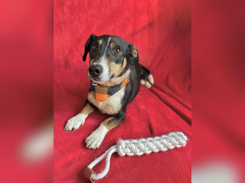 Pepito - Kleiner Charmeur sucht seine Menschen!