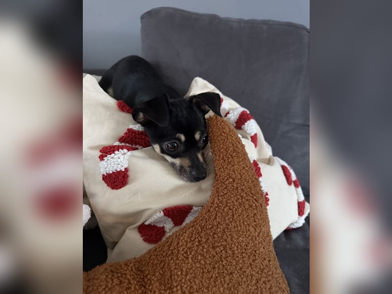 Tammy - Fröhliche kleine Hündin sucht Zuhause