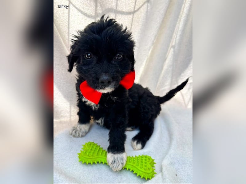 Misty - Fröhliche Misty sucht aktive Menschen fürs gemeinsame Abenteuer