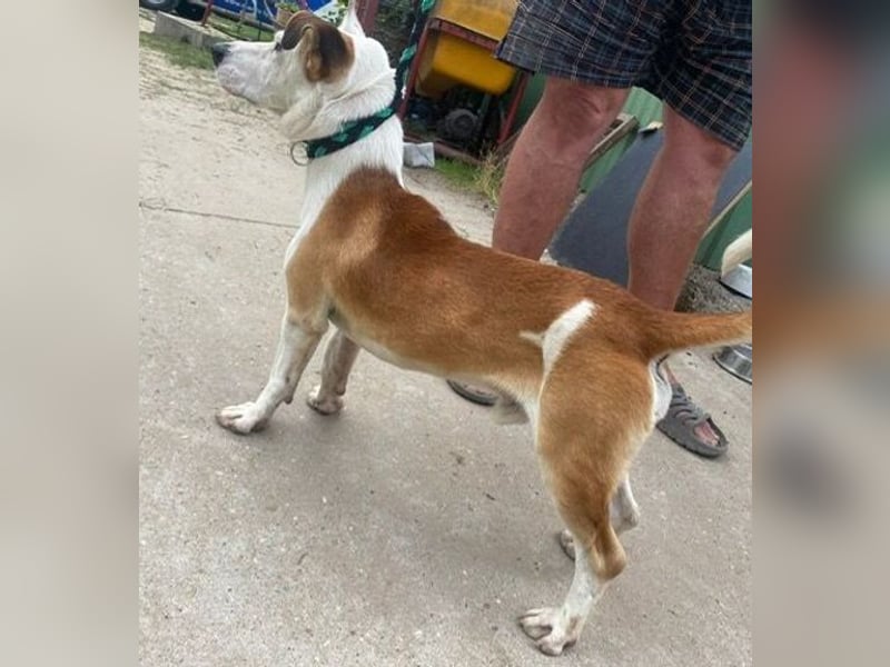 Arminka -Sensibler Begleiter mit großem Herz