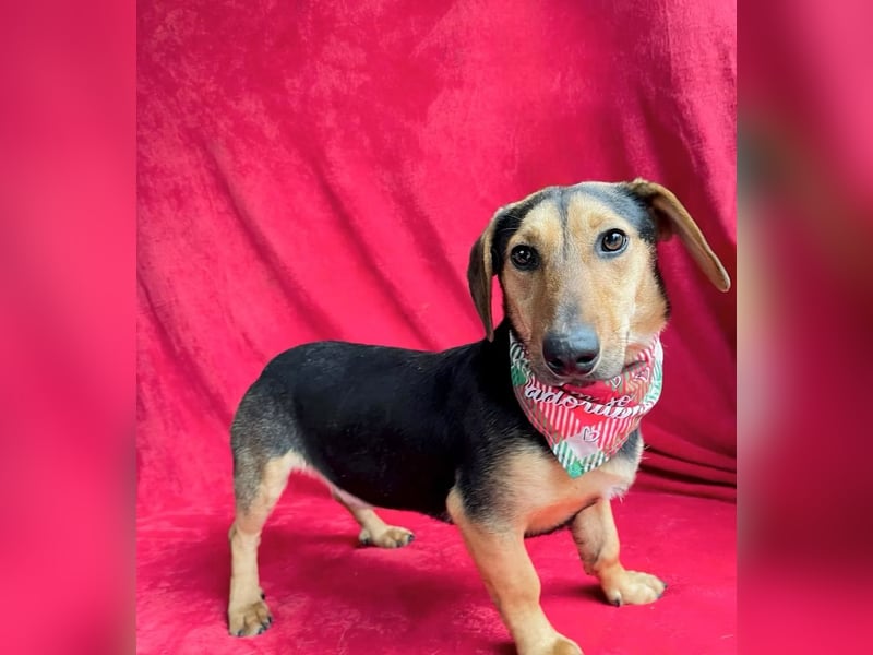 Oszvald - Liebevolle Seele sucht sein Happy End!