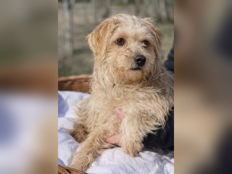 Pityu - Sensibler Hundejunge sucht geduldige Menschen